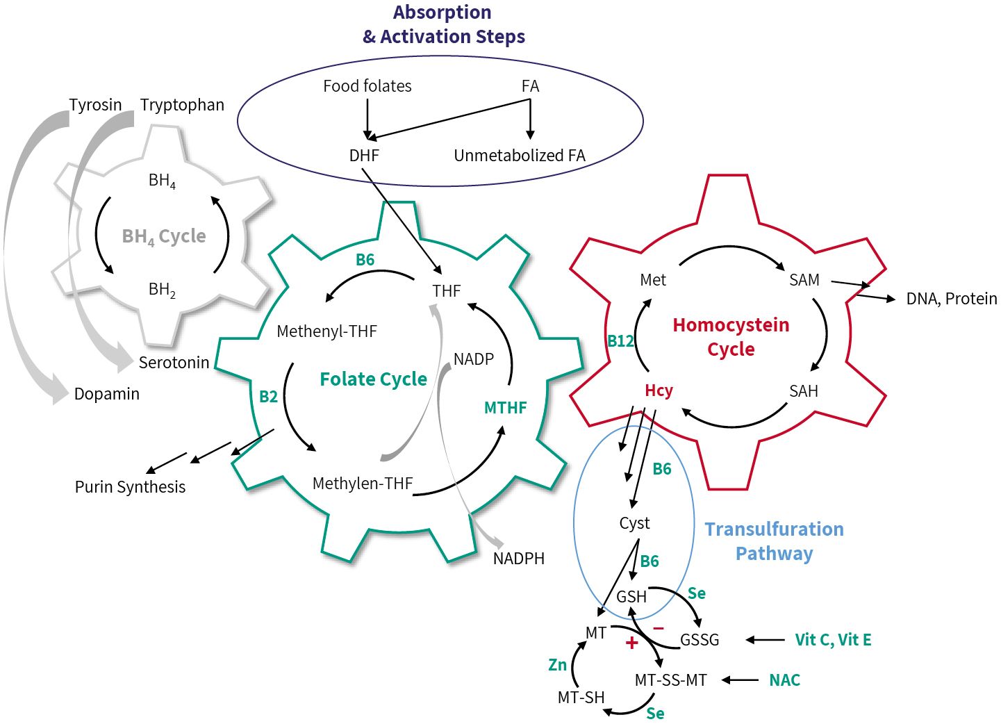 Composition in Metabolic Cycles